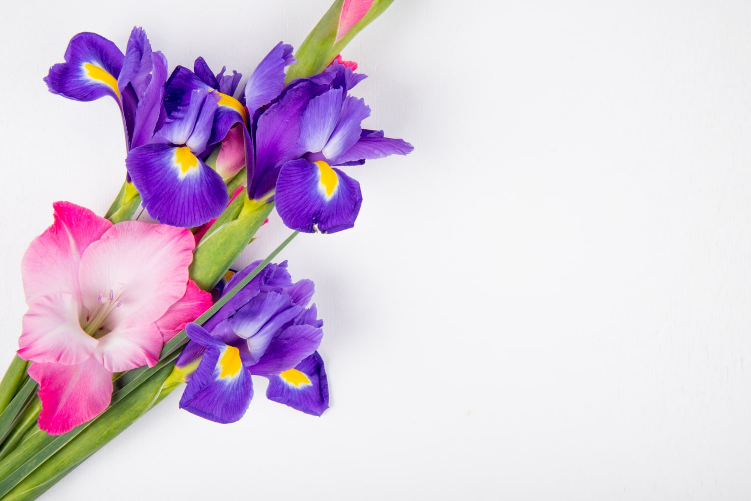 Kaiwty fiołki na białym tle